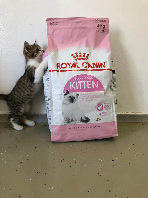 Kittenfutter02.jpg