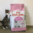 Kittenfutter02.jpg