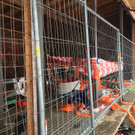 Klaus - Hundesportplatz 5 - Mirjam Mayer - VOL_AT.jpg