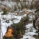 Biber in Brederis unterwegs