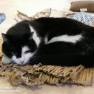 Senior Kater vermisst 