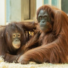 Erste Bilder der neuen Orang-Utans im Tiergarten Schönbrunn