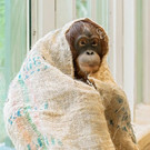 PA_OrangUtans2.jpg