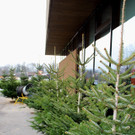 Zu__ner CHRISTBAUMVERKAUF beim Spar 16-12-2020 _12_.JPG