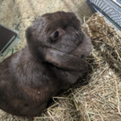 Fünf Kaninchen in Müllraum in Wien-Donaustadt ausgesetzt: Bilder