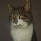 Rufus