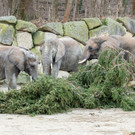 Weihnachtsbaum wird Elefantensnack
