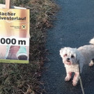 silvesterlauf1.jpg
