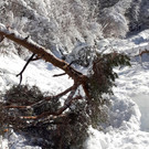 Wald Baumsturz n.jpg