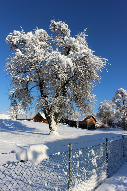 Winter IMPRESSIONEN A Sonne 16-01-2021 _75_.JPG