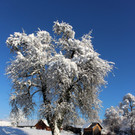 Winter IMPRESSIONEN A Sonne 16-01-2021 _75_.JPG