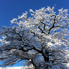 Winter IMPRESSIONEN A Sonne 16-01-2021 _68_.JPG