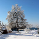 Winter IMPRESSIONEN A Sonne 16-01-2021 _66_.JPG