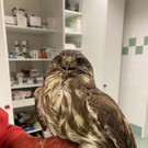 Mäusebussard in Himberg bei Wien von Pkw gerammt: Bilder von Bussard Benjamin