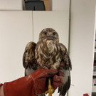 Bussard_2_x.jpg