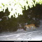 2021-01-22-luchs1-jpg.jpg