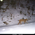 2021-01-22-luchs2-jpg.jpg
