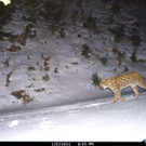 2021-01-22-luchs3-jpg.jpg