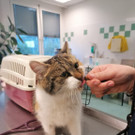 Katze nistete sich in Möbelhaus in Vösendorf ein: Wer vermisst Katze Flora?