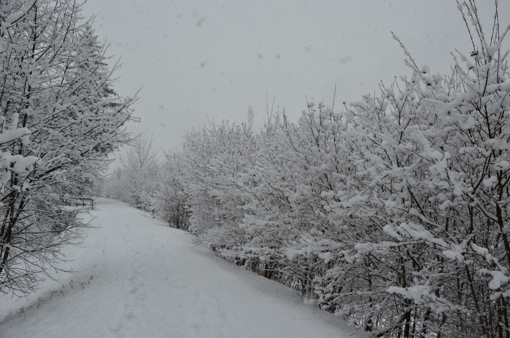 Schneefall 150121_16.JPG