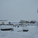 Schneefall 150121_57.JPG