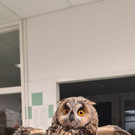 Zwei Vögel verunfallt: Möwe und Waldohreule landen beim TSA
