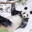 Schönbrunner Tiergarten-Tiere haben Spaß im Schnee
