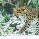 leopard_im_schnee_daniel_zupanc.jpg