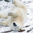 finja_im_schnee_daniel_zupanc.jpg