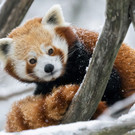 roter_panda_im_schnee1_daniel_zupanc.jpg