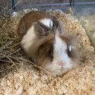 2021-02-16-kaninchen-tierquartier-wien-jpg.jpg