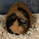 2021-02-16-meerschweinchen-tierquartier-wien-jpg.jpg