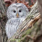 Neue Voliere für Habichtskäuze im Tiergarten Schönbrunn