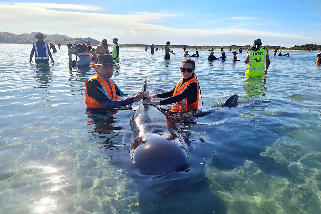 New_Zealand_Whale_Stranding_61316.jpg