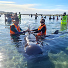 New_Zealand_Whale_Stranding_61316.jpg