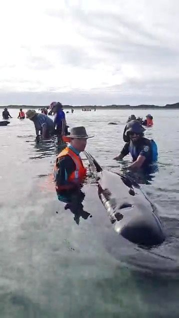 2021-02-23T045837Z_569417131_RC24YL9NX5RZ_RTRMADP_3_NEWZEALAND-WHALES-STRANDING.JPG