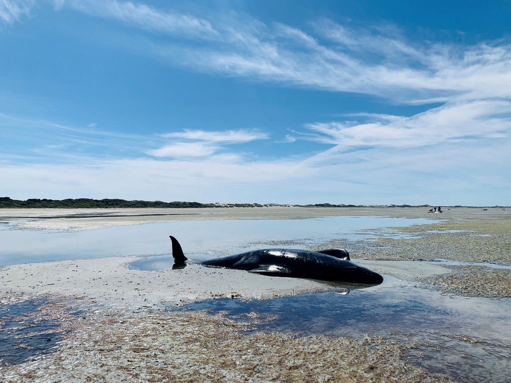 2021-02-23T083433Z_1453847428_RC27YL9TJIY7_RTRMADP_3_NEWZEALAND-WHALES.JPG