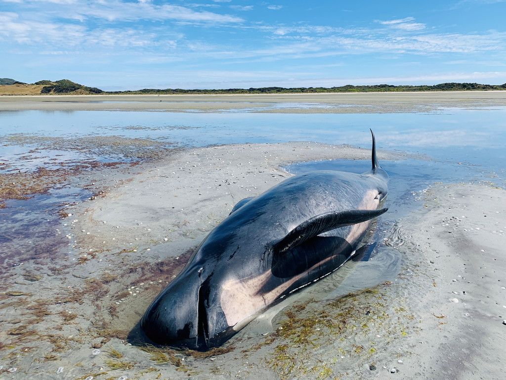 2021-02-23T073331Z_184552426_RC27YL9RF5M9_RTRMADP_3_NEW-ZEALAND-WHALES-STRANDING.JPG