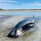 2021-02-23T073331Z_184552426_RC27YL9RF5M9_RTRMADP_3_NEW-ZEALAND-WHALES-STRANDING.JPG