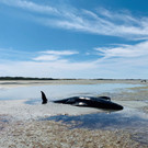 2021-02-23T073331Z_1854110818_RC27YL9TJIY7_RTRMADP_3_NEW-ZEALAND-WHALES-STRANDING.JPG