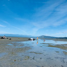 2021-02-23T073330Z_1304273284_RC27YL9PD9MZ_RTRMADP_3_NEW-ZEALAND-WHALES-STRANDING.JPG