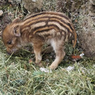 Schnitzeljagd Wildpark _5_.JPG