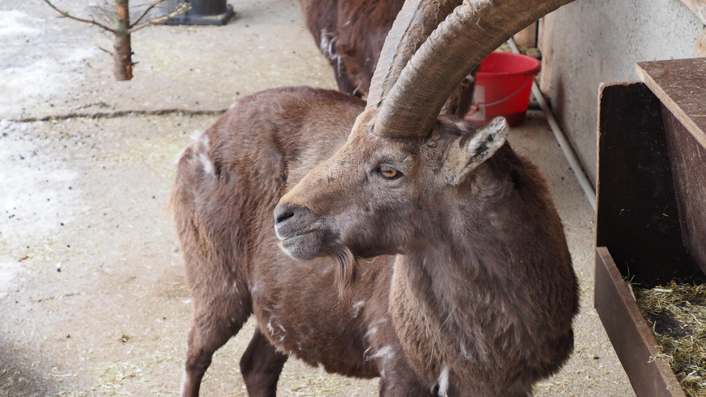 Schnitzeljagd Wildpark _18_.JPG