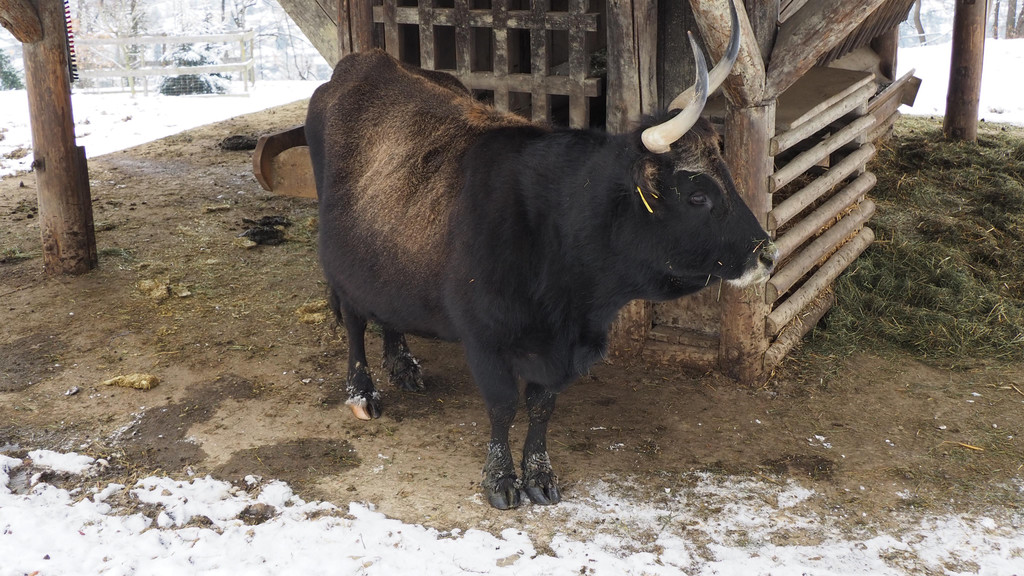Schnitzeljagd Wildpark _1_.JPG