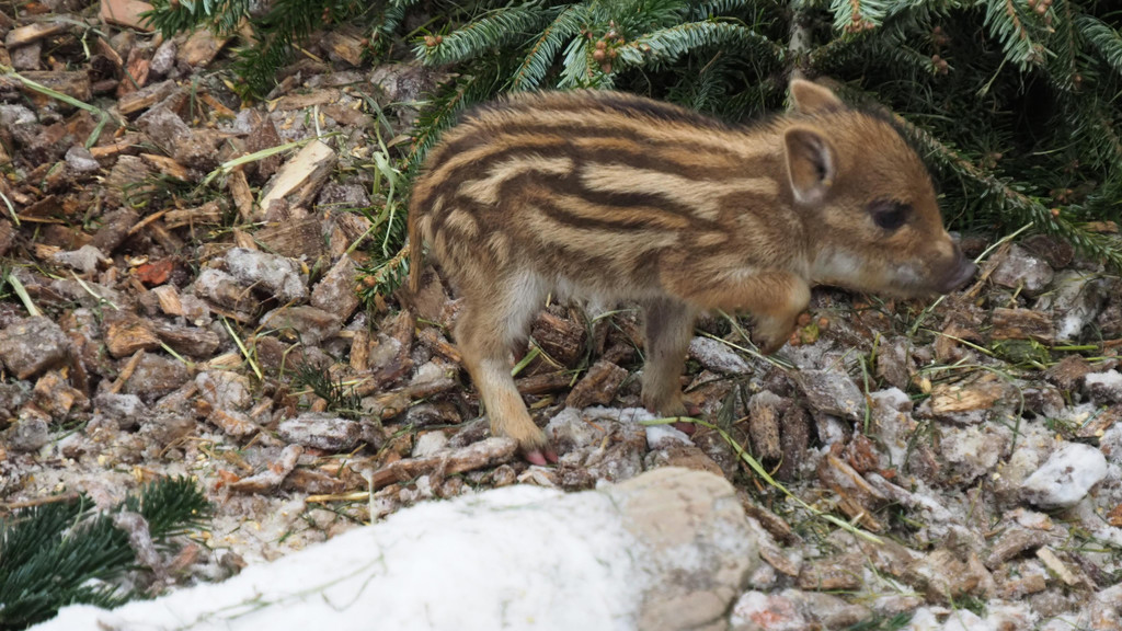 Schnitzeljagd Wildpark _2_.JPG