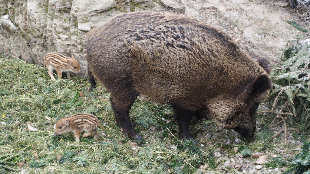 Schnitzeljagd Wildpark _3_.JPG