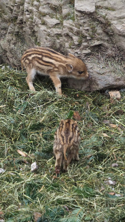 Schnitzeljagd Wildpark _4_.JPG