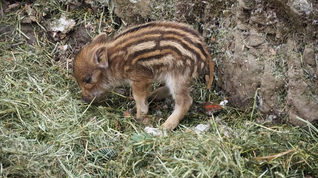 Schnitzeljagd Wildpark _5_.JPG