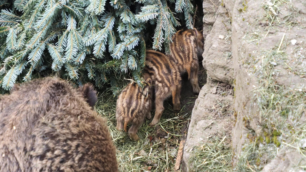 Schnitzeljagd Wildpark _7_.JPG