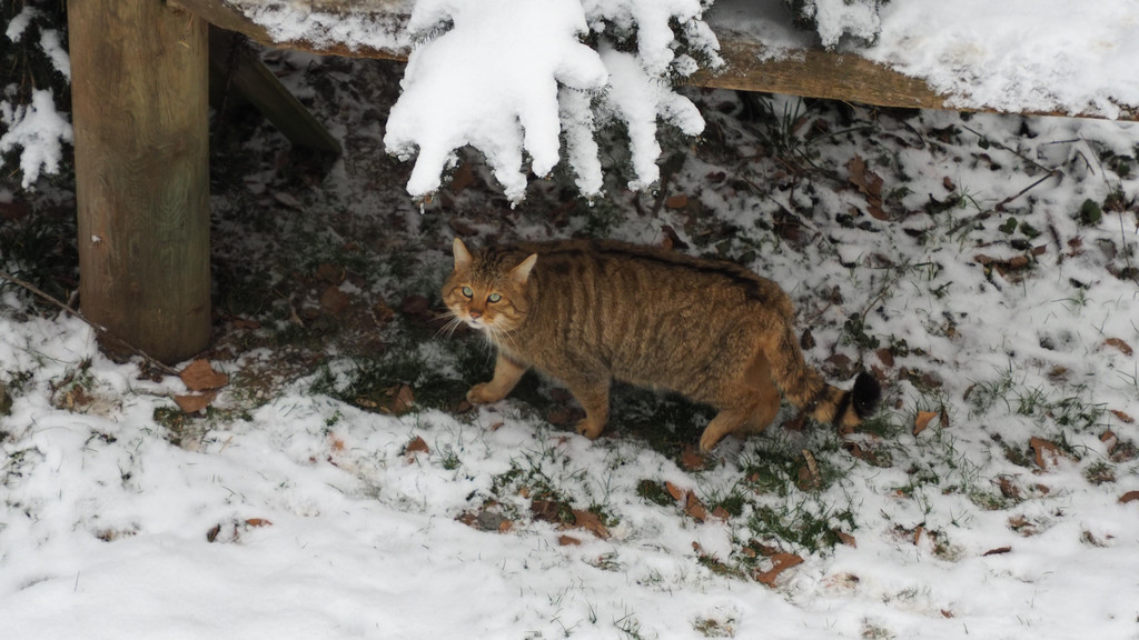 Schnitzeljagd Wildpark _14_.JPG